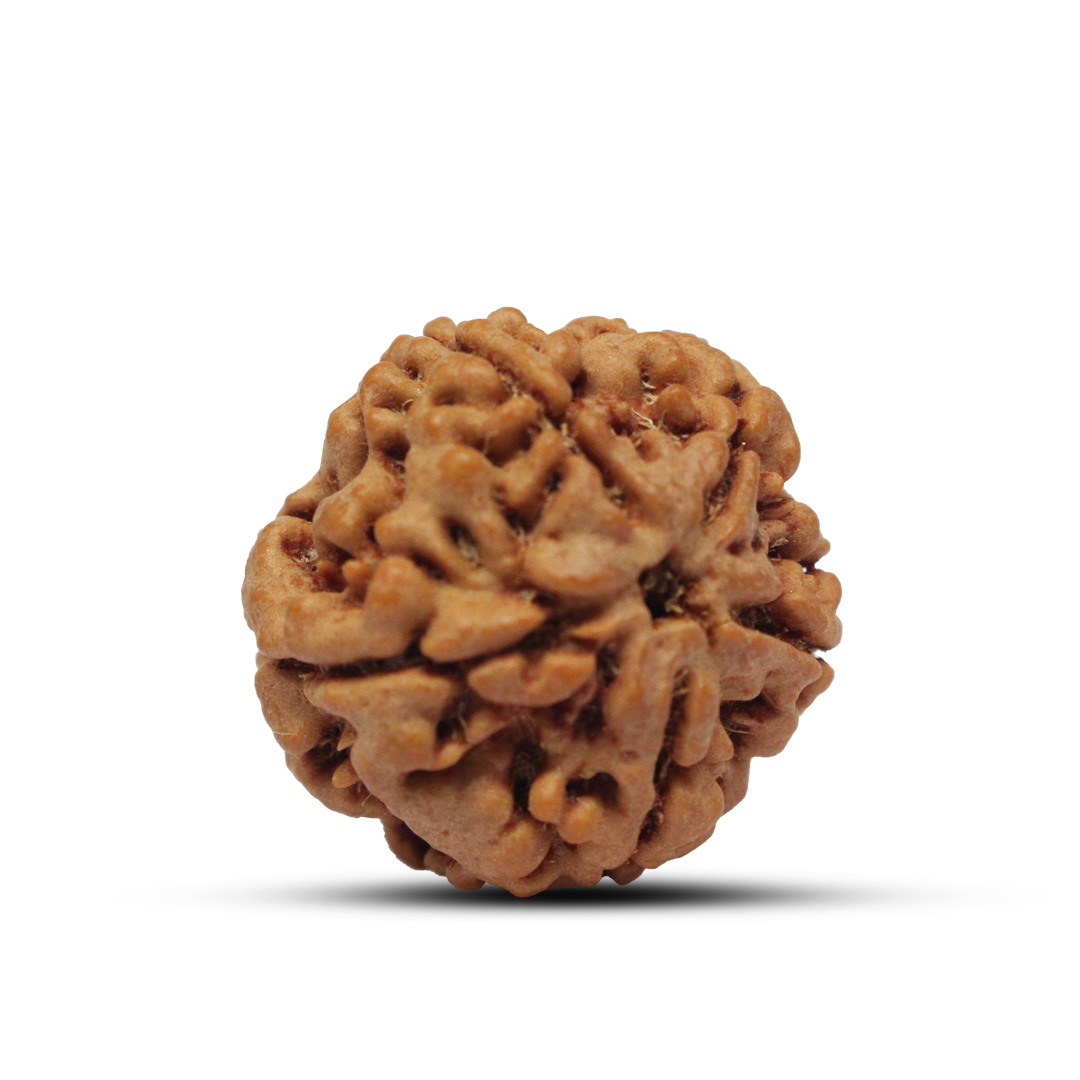 5 mukhi Rudraksha from Nepal - 18mm - Image 2