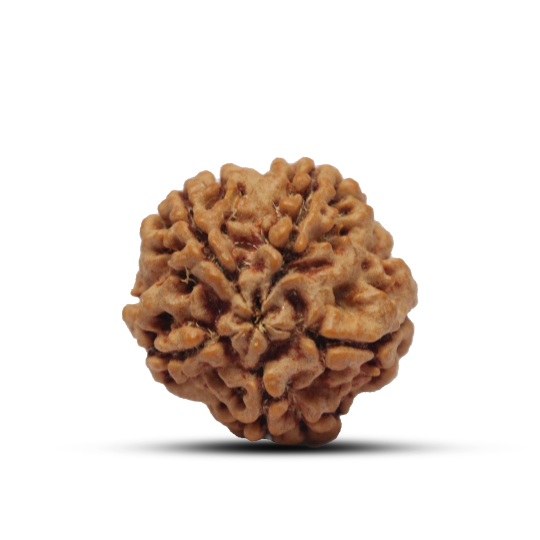 5 mukhi Rudraksha from Nepal - 18mm - Image 3