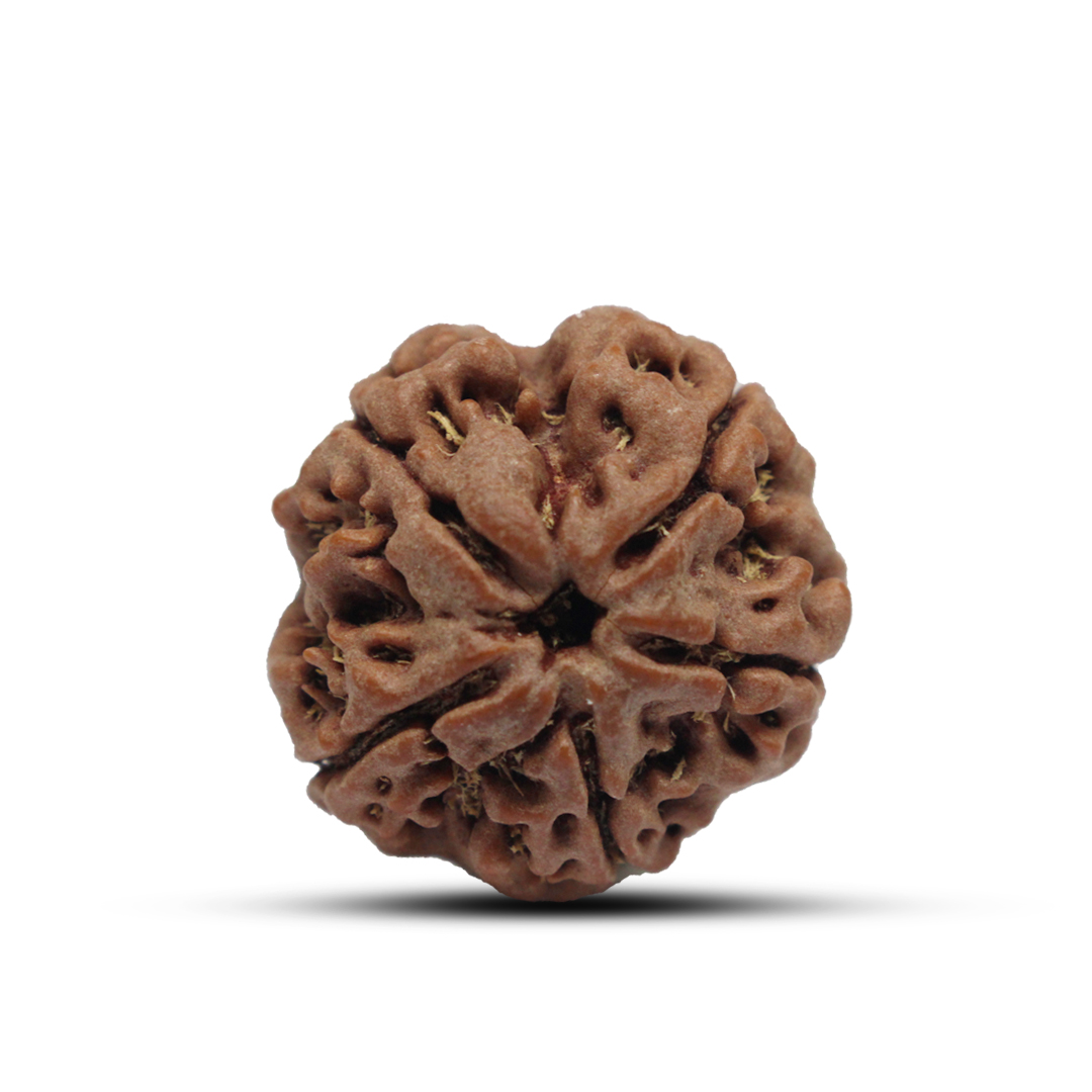 5 mukhi Rudraksha from Nepal - 20mm