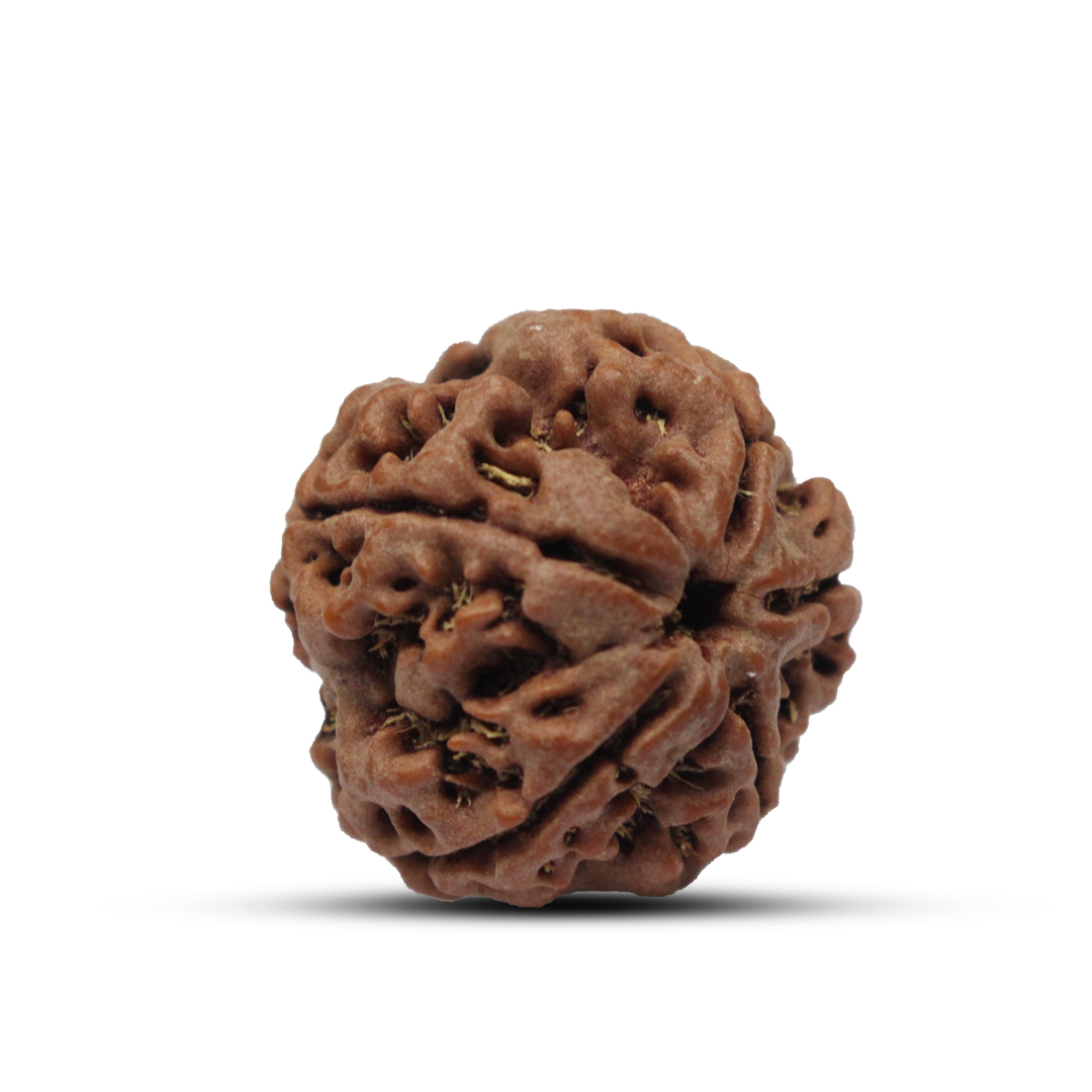 5 mukhi Rudraksha from Nepal - 20mm - Image 2