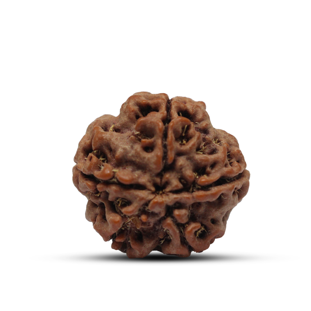 5 mukhi Rudraksha from Nepal - 20mm - Image 3