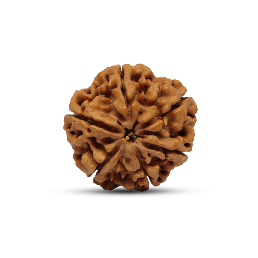 6 mukhi Rudraksha from Nepal - 18 mm