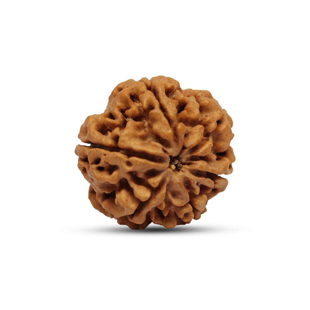 6 mukhi Rudraksha from Nepal - 18 mm - Image 2