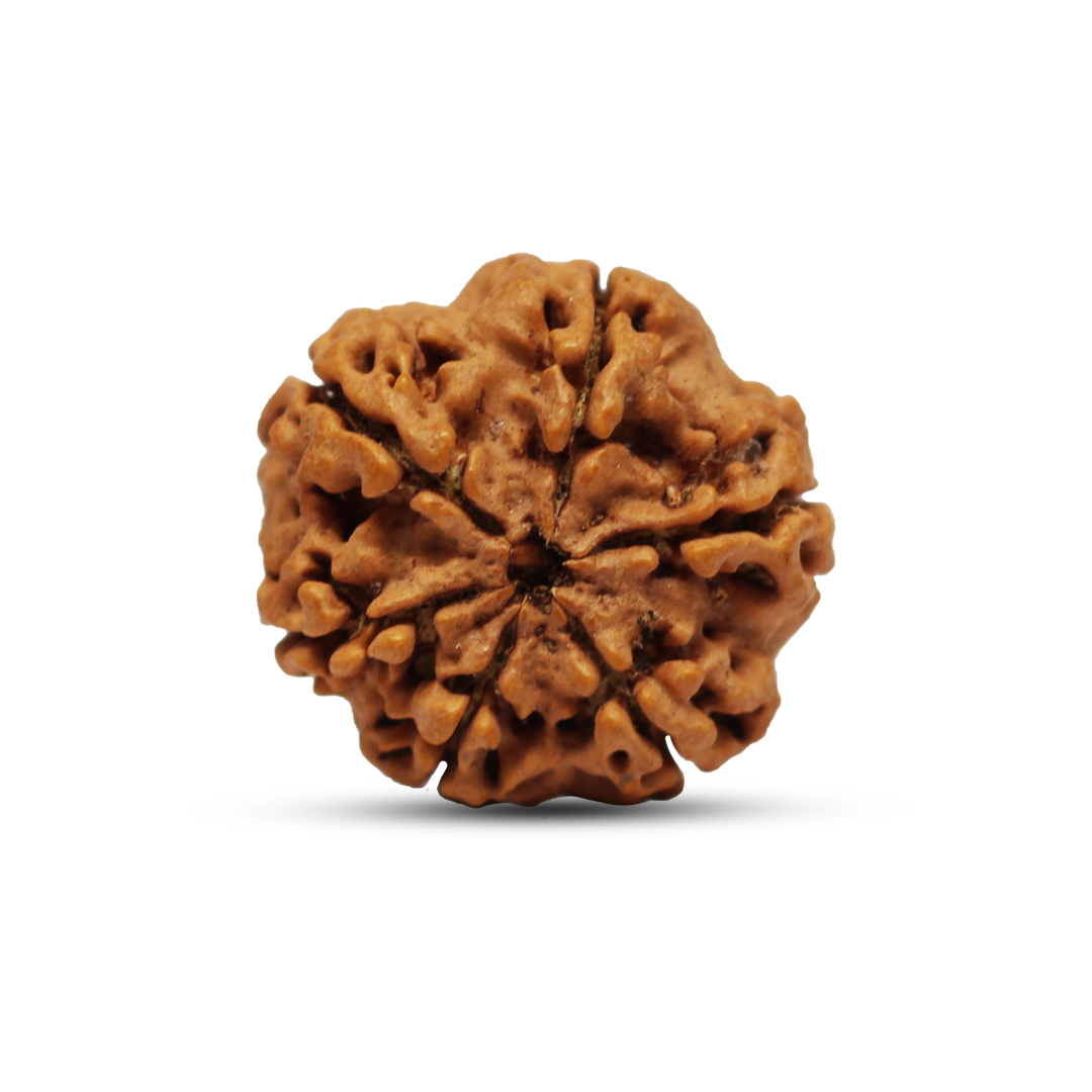 6 mukhi Rudraksha from Nepal - 18 mm - Image 3