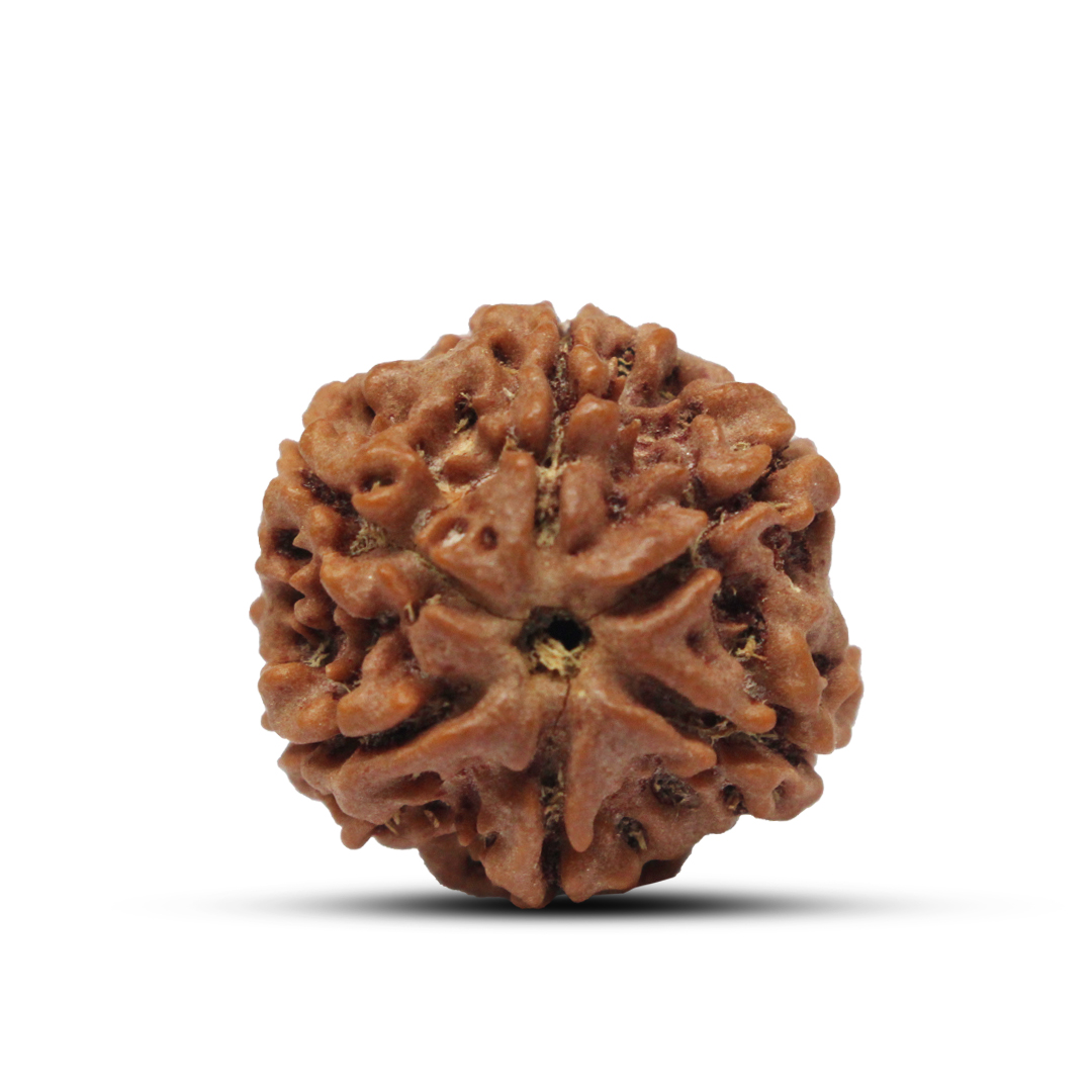 6 mukhi Rudraksha from Nepal - 21mm