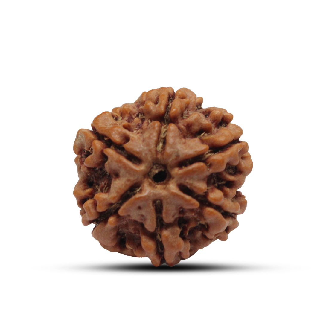 6 mukhi Rudraksha from Nepal - 23mm