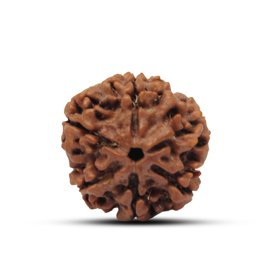 6 mukhi Rudraksha from Nepal - 25mm