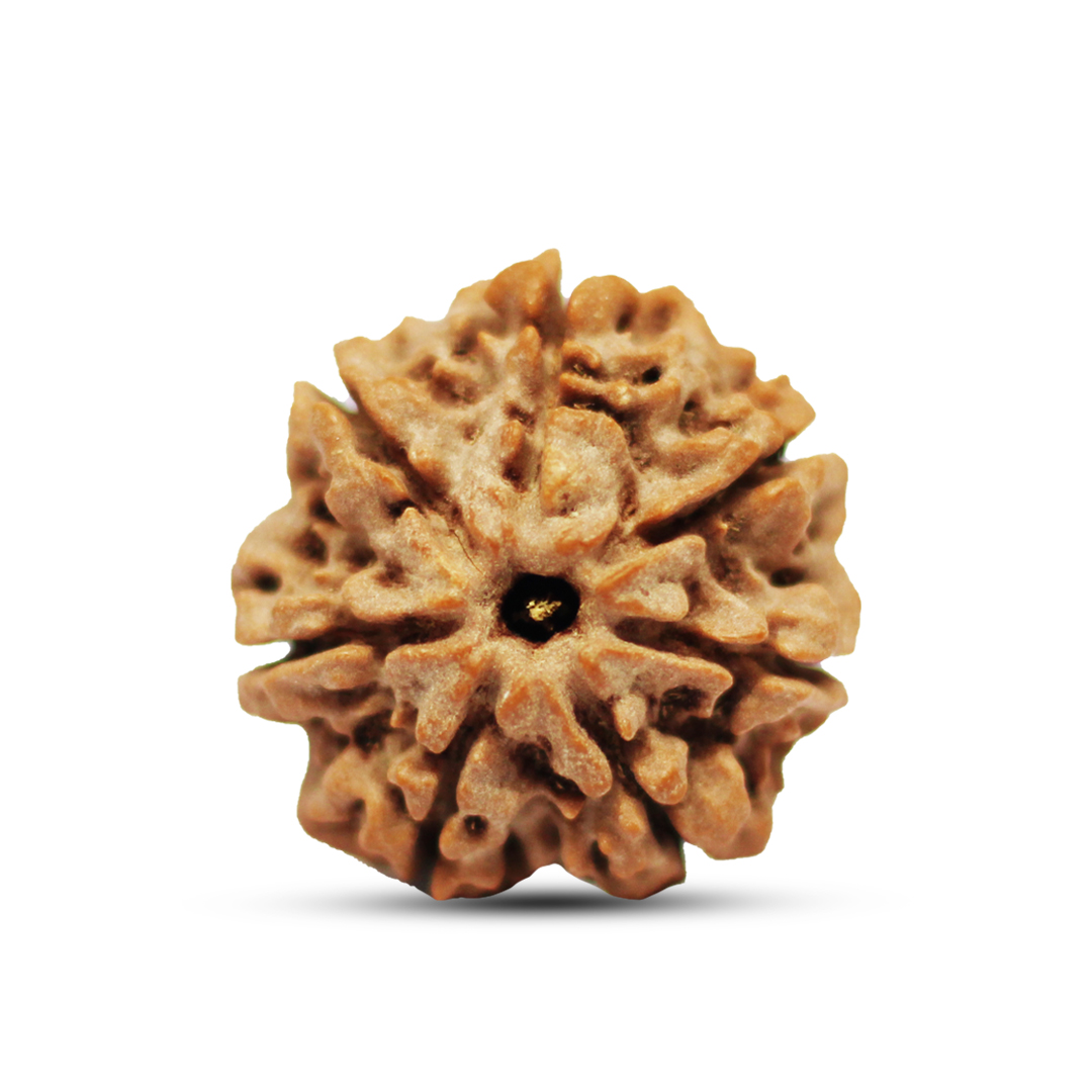 7 mukhi Rudraksha from Nepal - 18mm