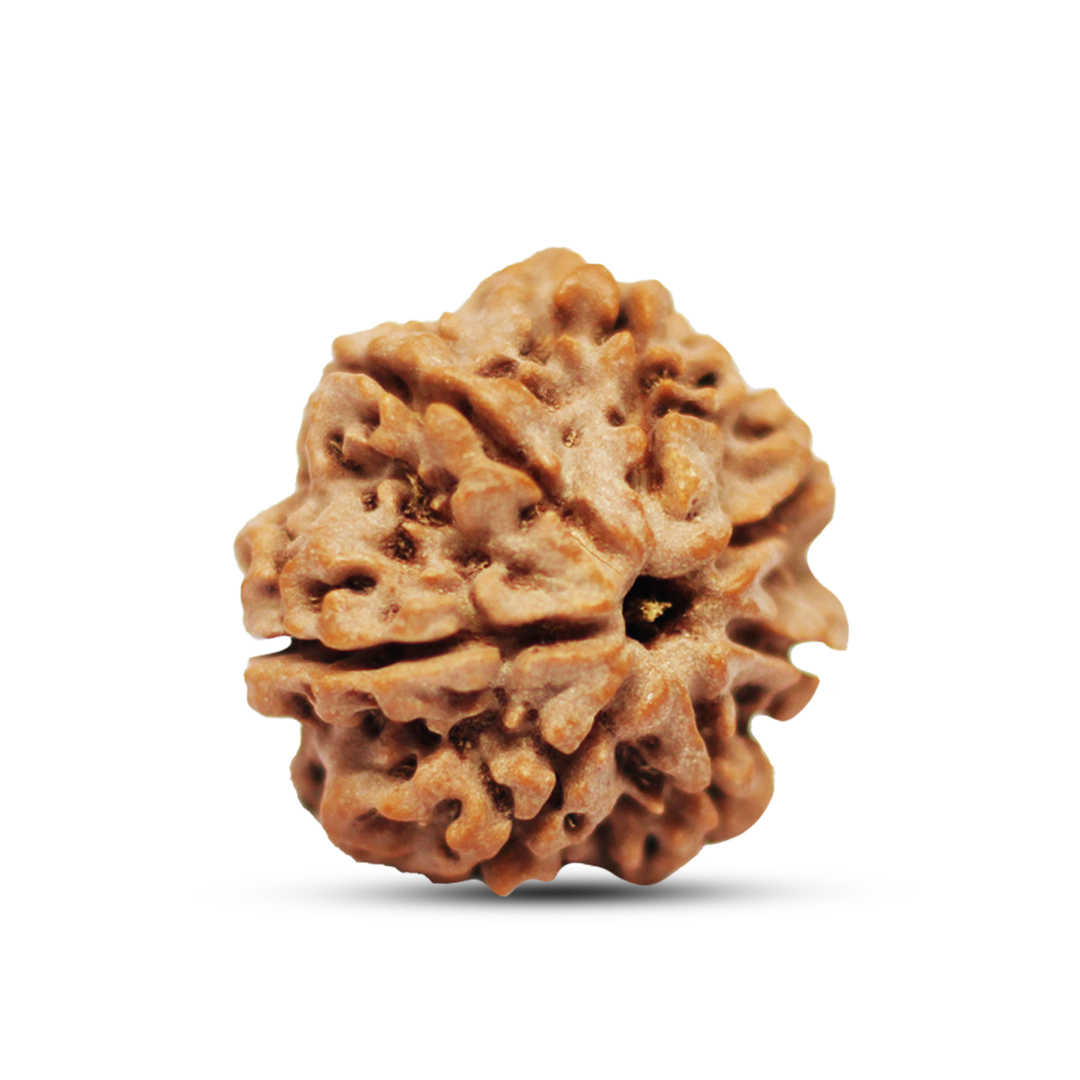 7 mukhi Rudraksha from Nepal - 18mm - Image 2