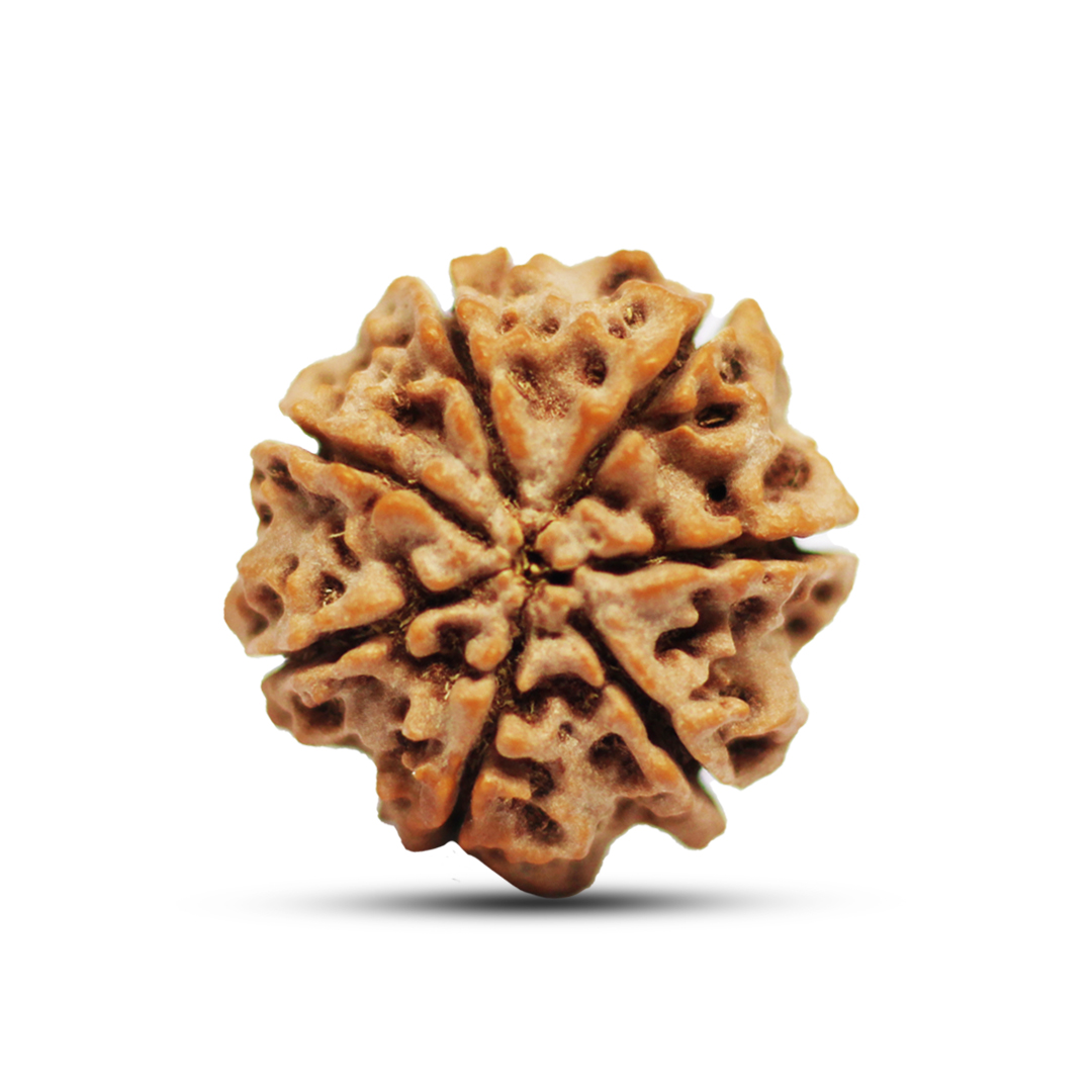 7 mukhi Rudraksha from Nepal - 18mm - Image 3