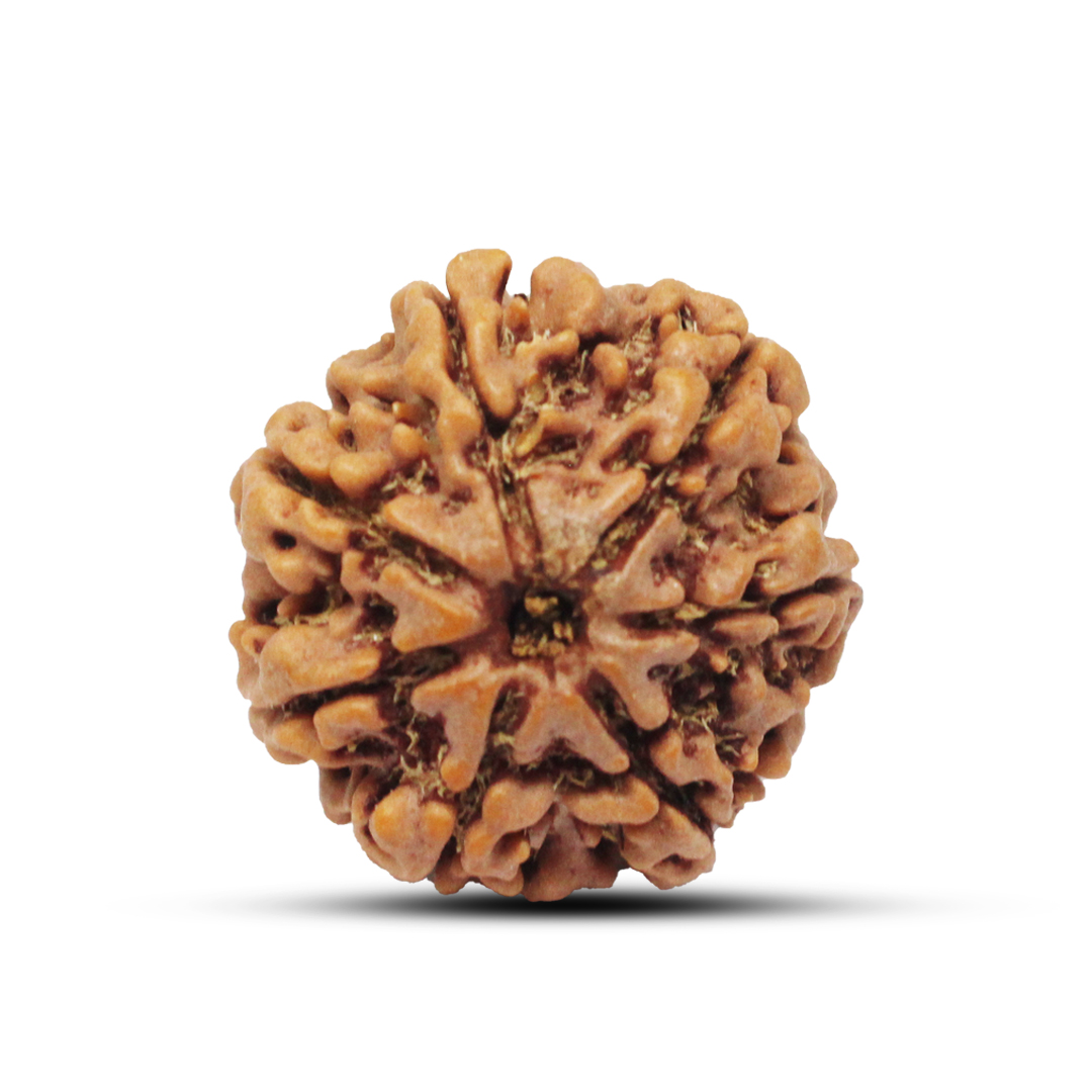 7 mukhi Rudraksha from Nepal - 23mm