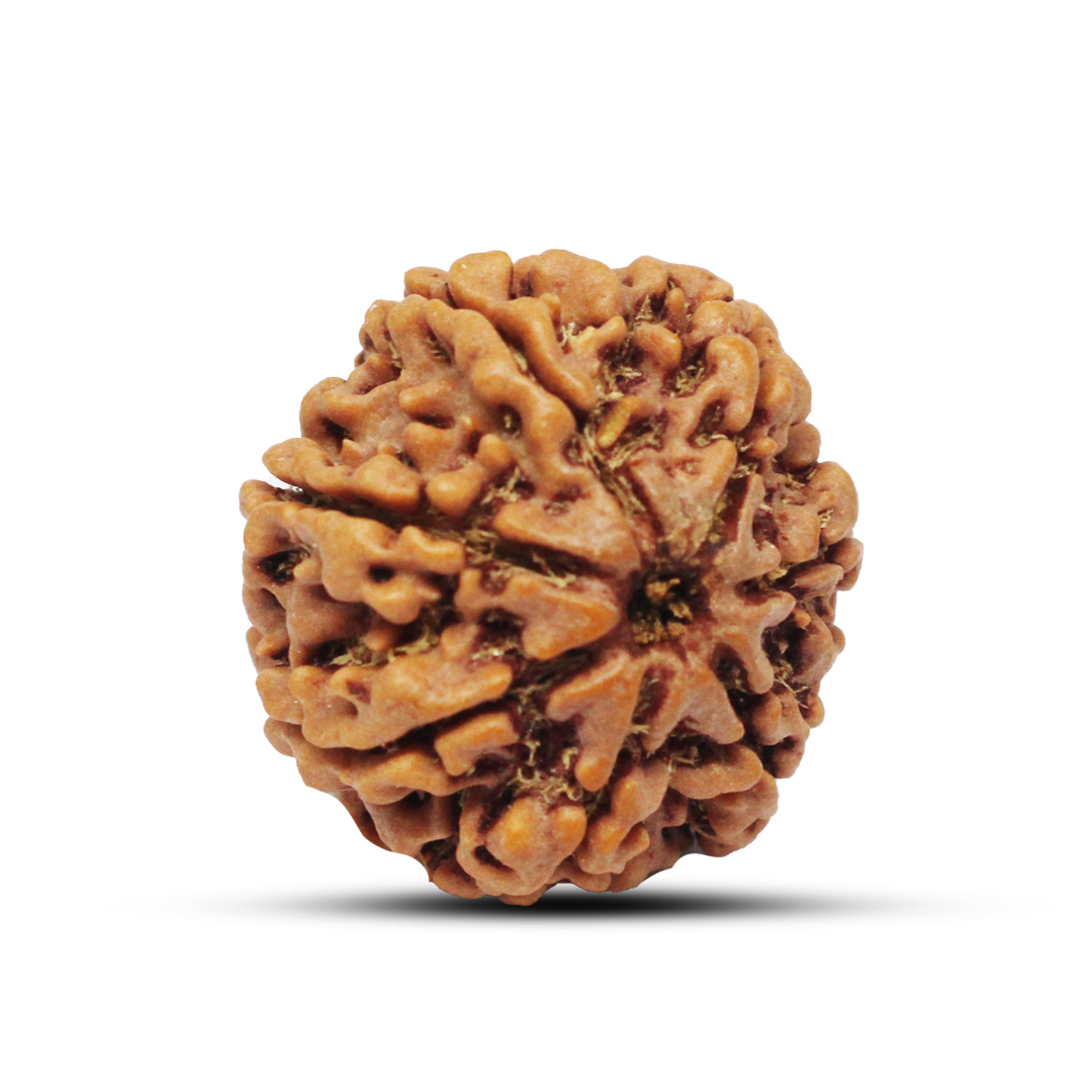 7 mukhi Rudraksha from Nepal - 23mm - Image 2