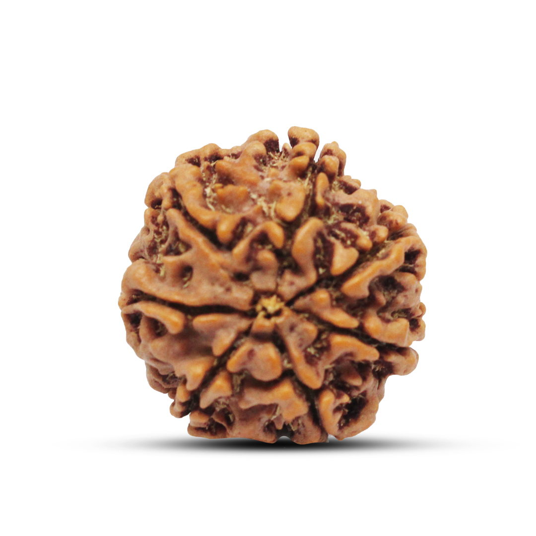 7 mukhi Rudraksha from Nepal - 23mm - Image 3