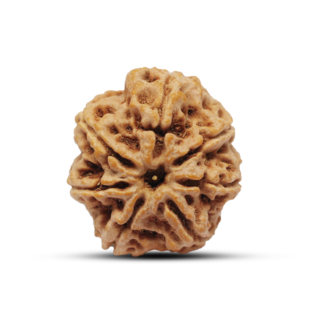 7 mukhi Rudraksha from Nepal - 22 mm