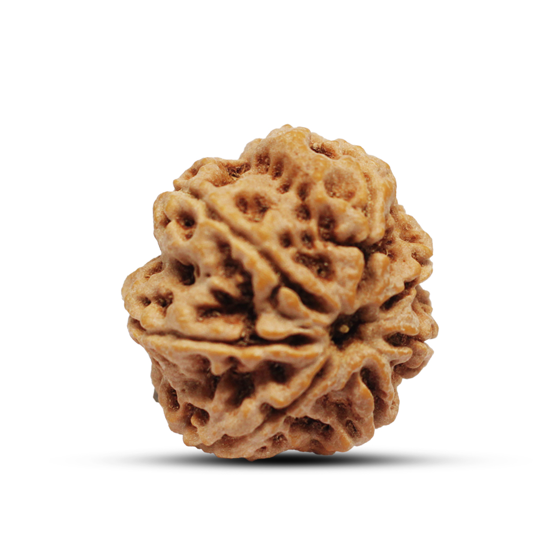 7 mukhi Rudraksha from Nepal - 22 mm - Image 2