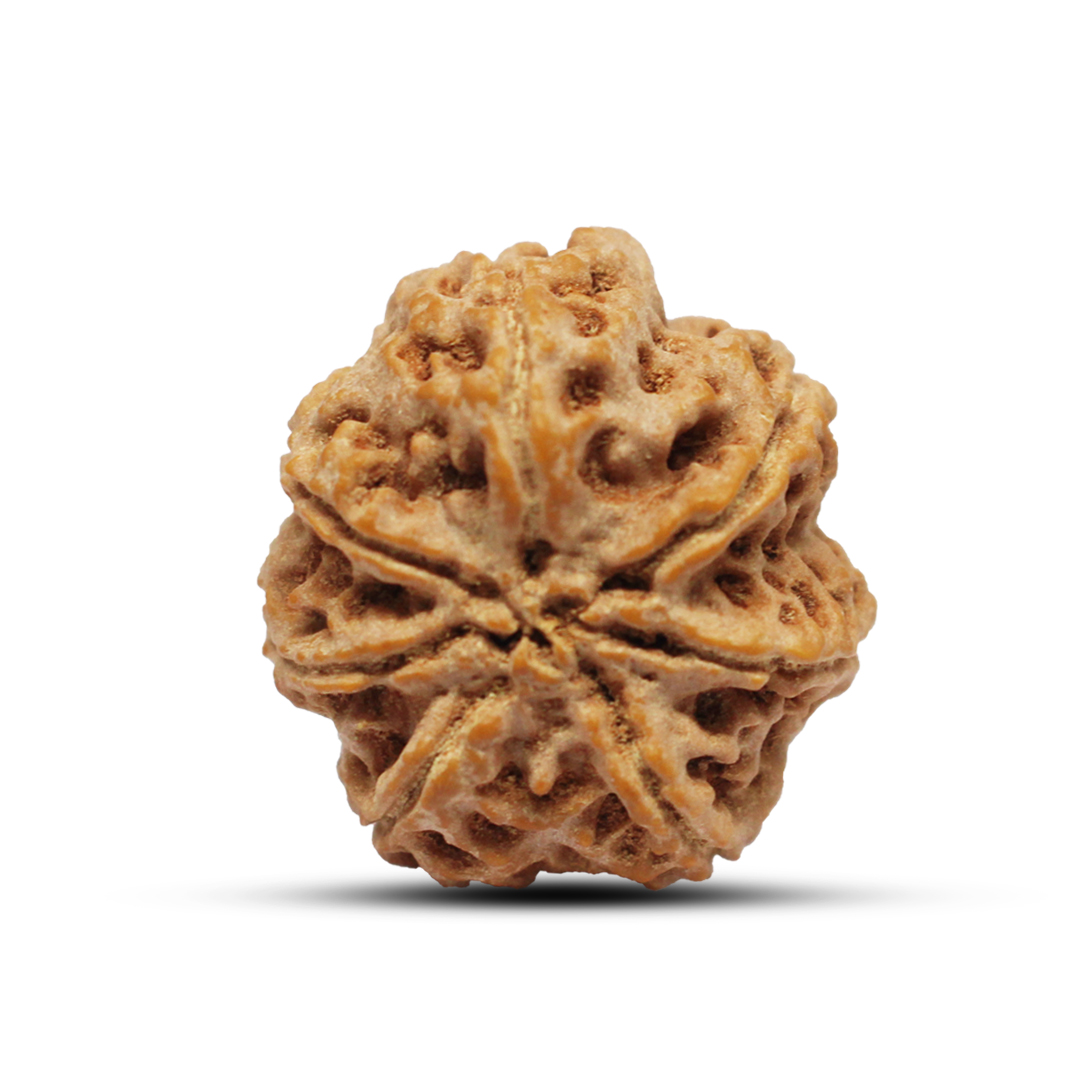 7 mukhi Rudraksha from Nepal - 22 mm - Image 3