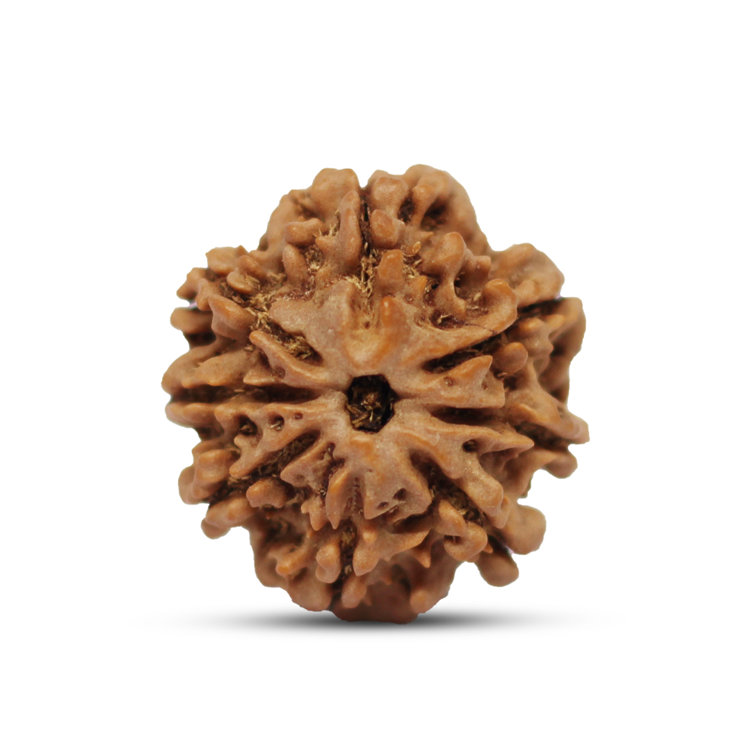 8 mukhi Rudraksha from Nepal - 21mm