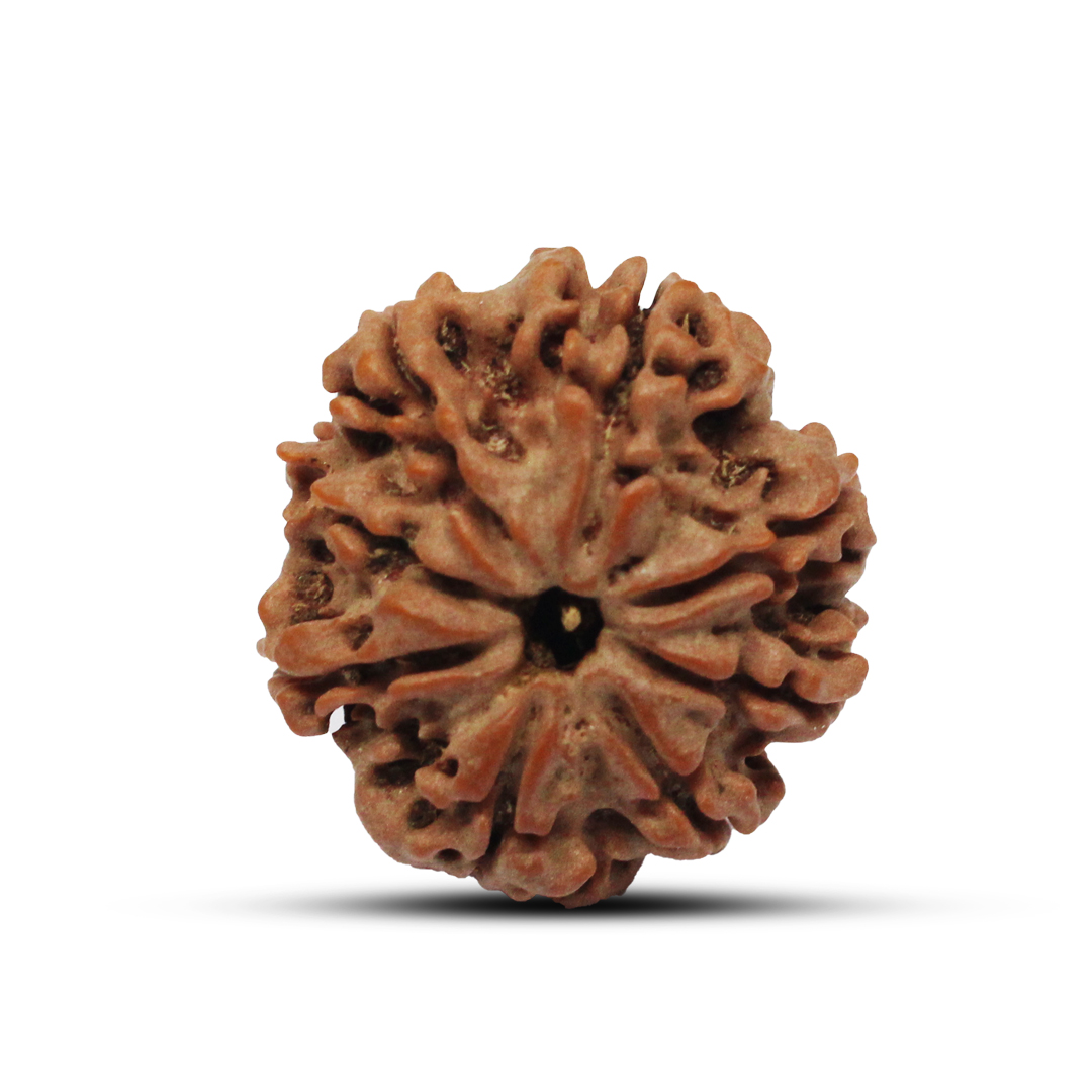 8 mukhi Rudraksha from Nepal - 23mm