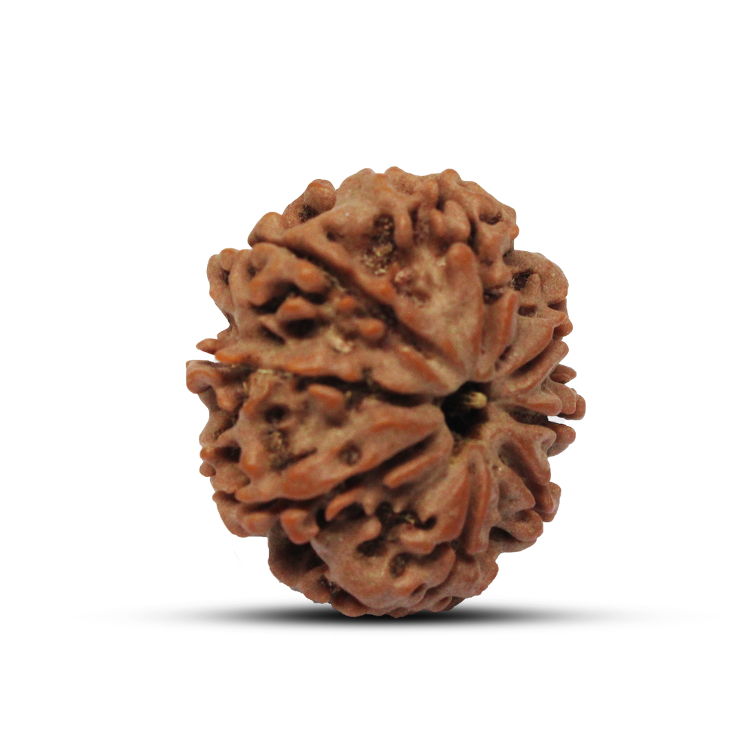 8 mukhi Rudraksha from Nepal - 23mm - Image 2