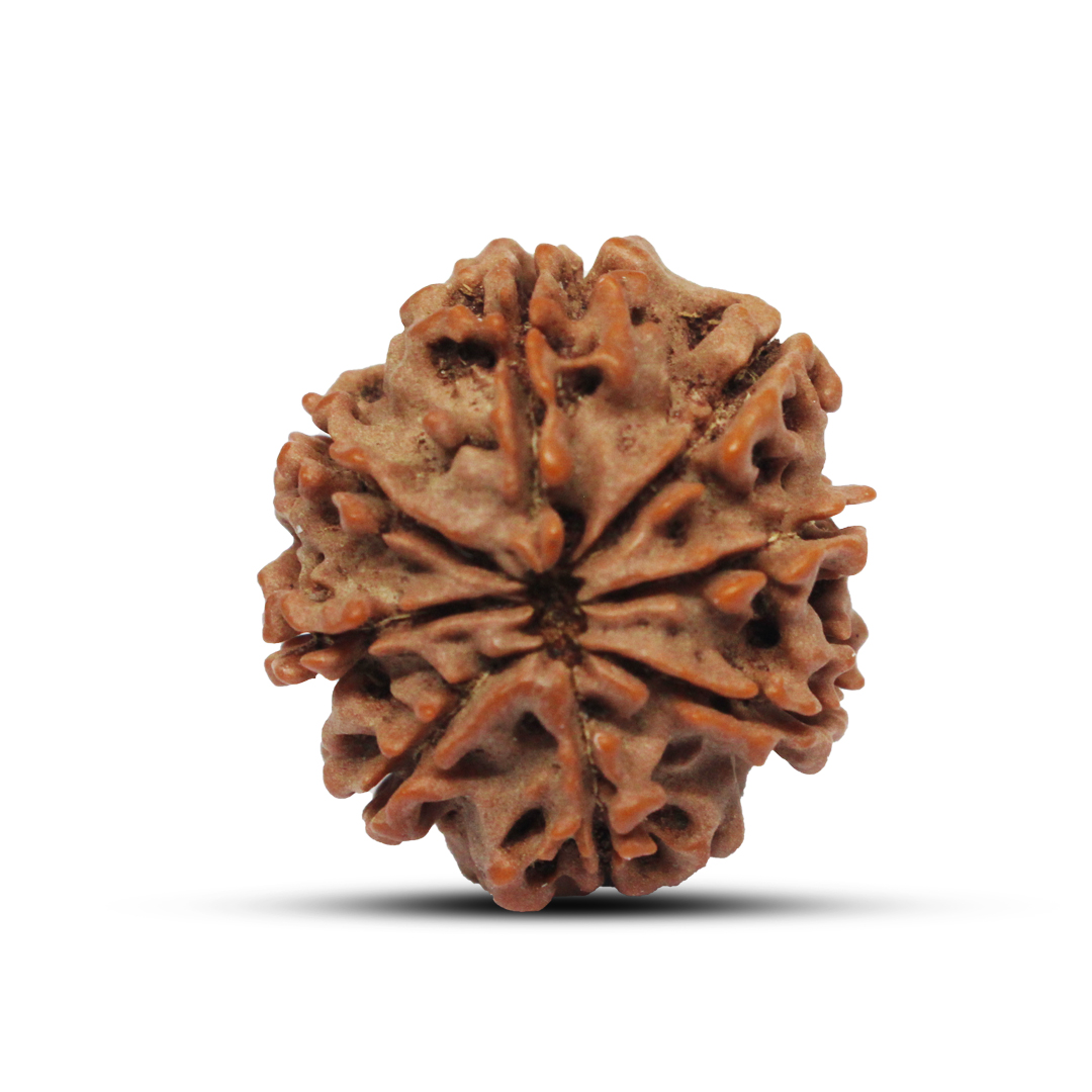 8 mukhi Rudraksha from Nepal - 23mm - Image 3