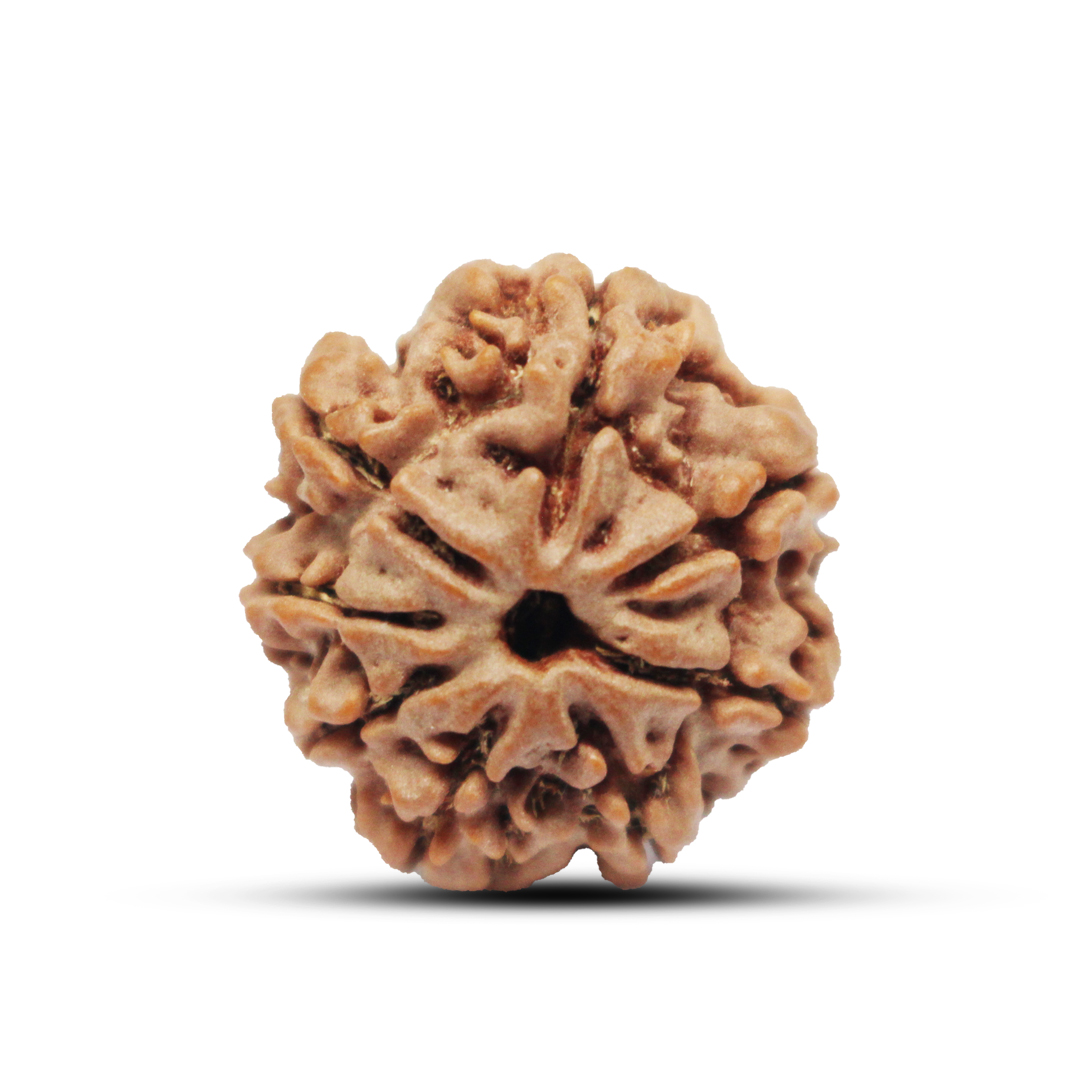 8 mukhi Rudraksha from Nepal - 24mm - II