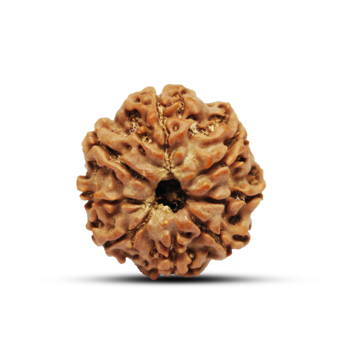 8 mukhi Rudraksha from Nepal - 25mm