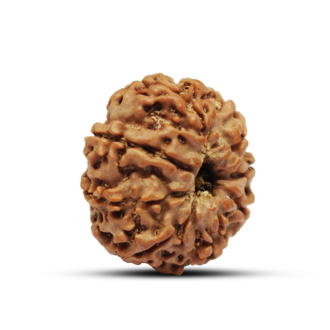 8 mukhi Rudraksha from Nepal - 25mm - Image 2