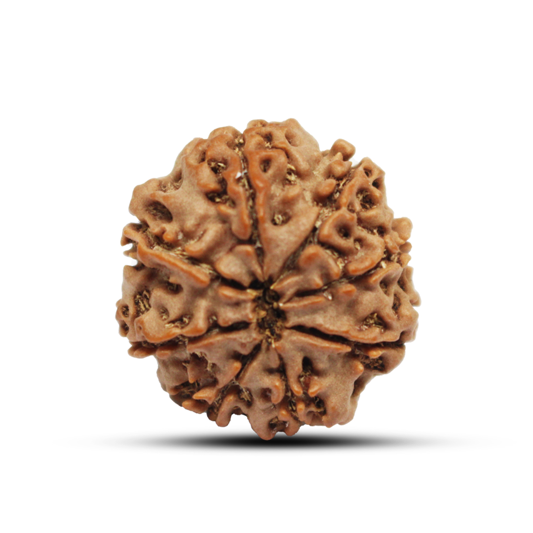 8 mukhi Rudraksha from Nepal - 25mm - Image 3