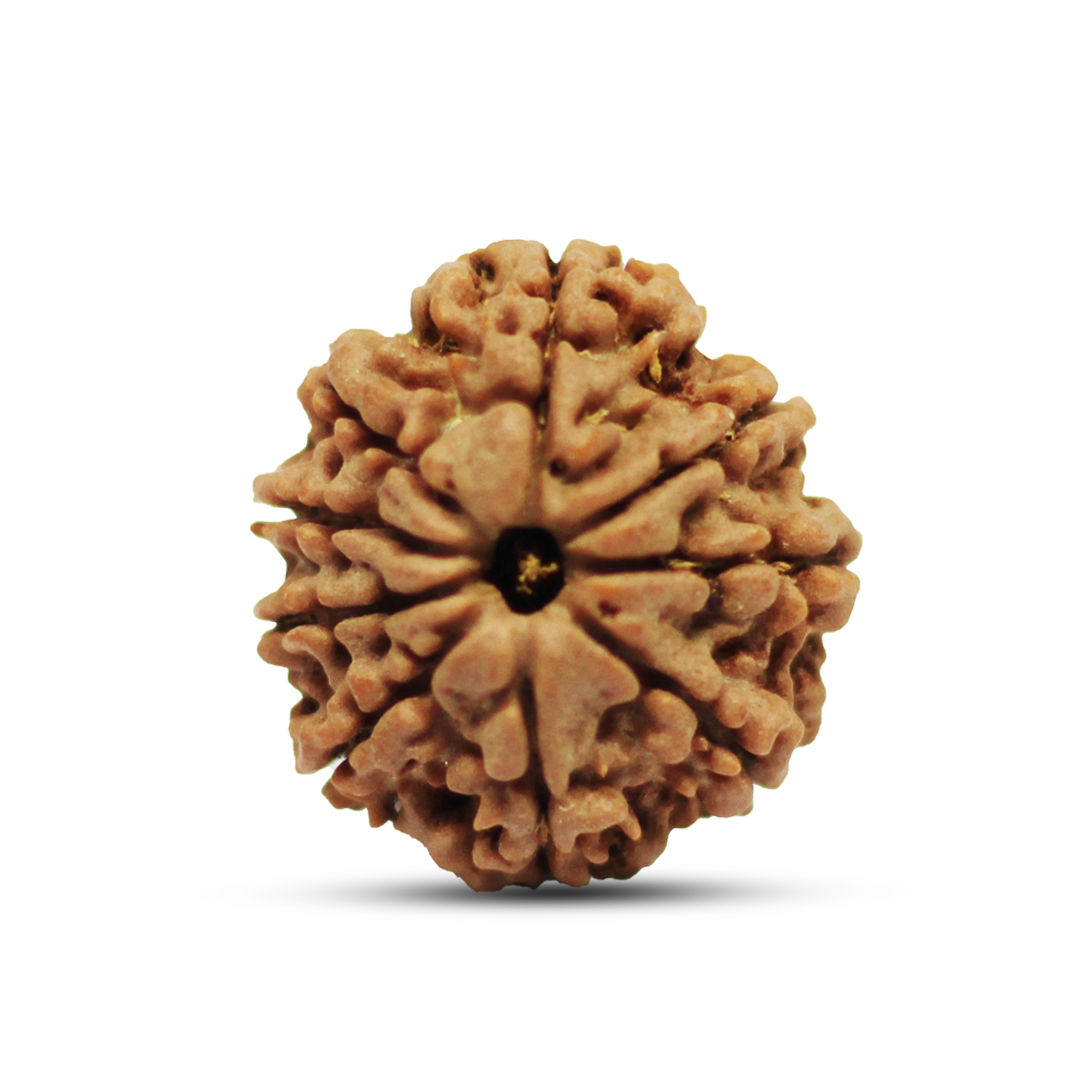 9 mukhi Rudraksha from Nepal - 25mm-26mm