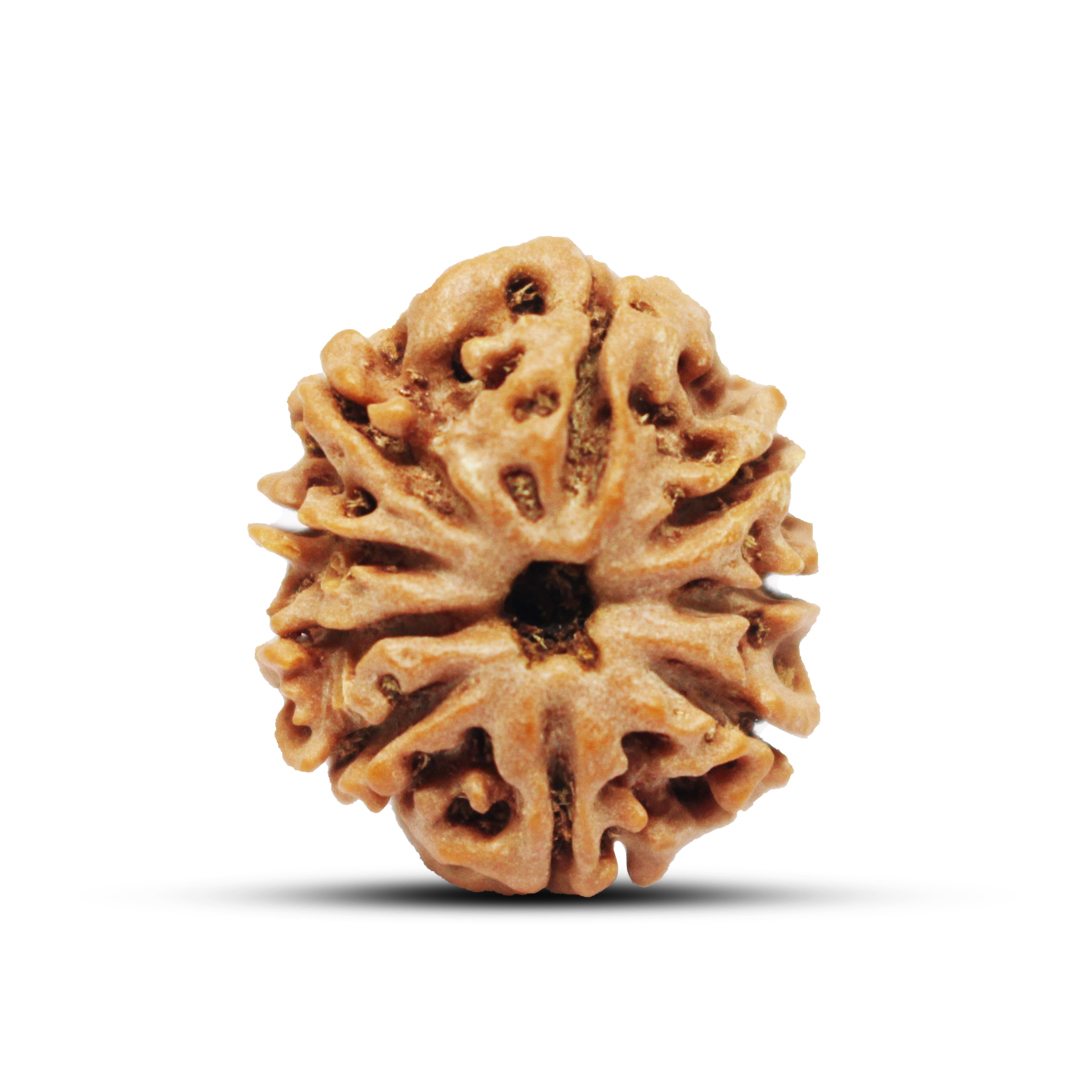9 mukhi Rudraksha from Nepal - 21mm-22mm
