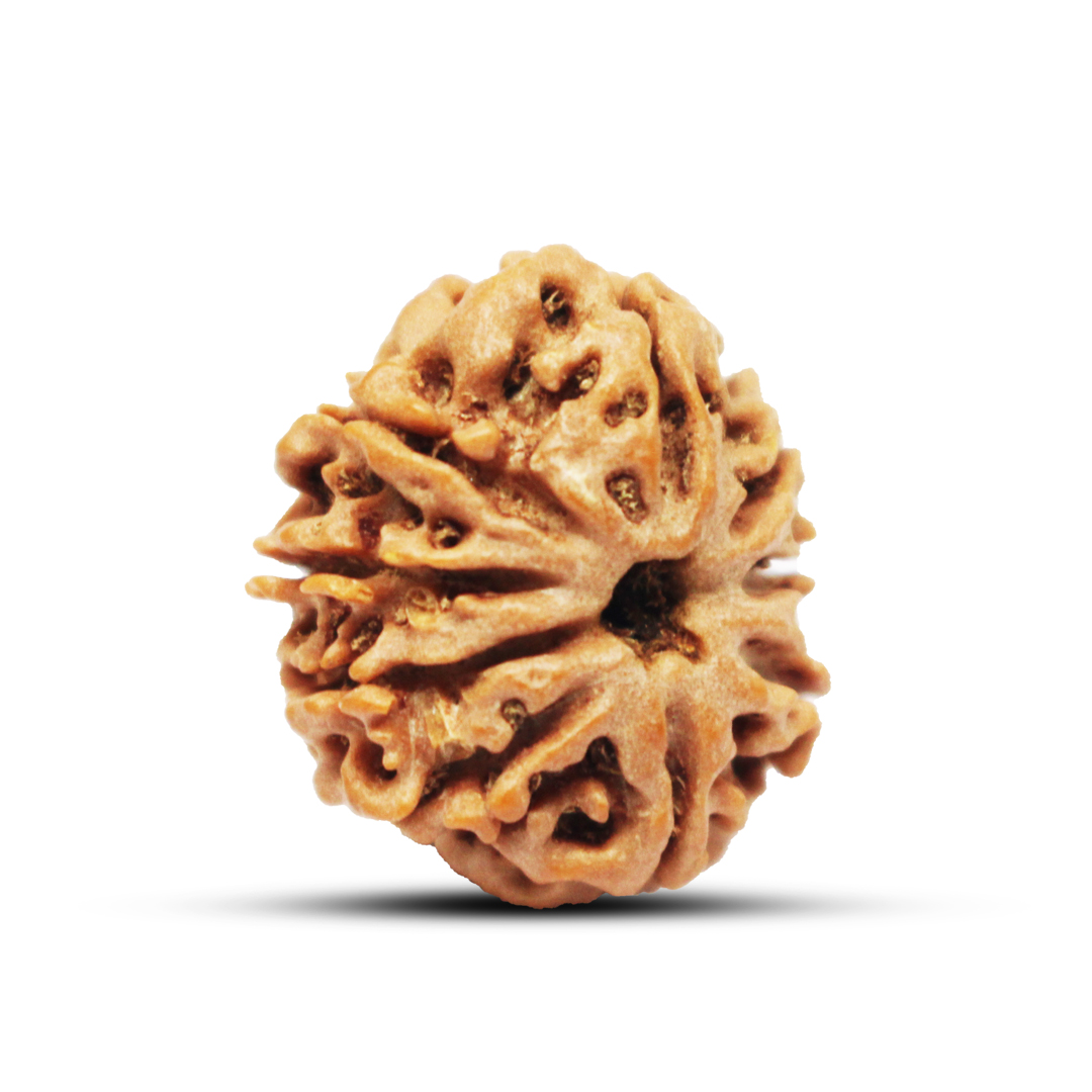 9 mukhi Rudraksha from Nepal - 21mm-22mm - Image 2
