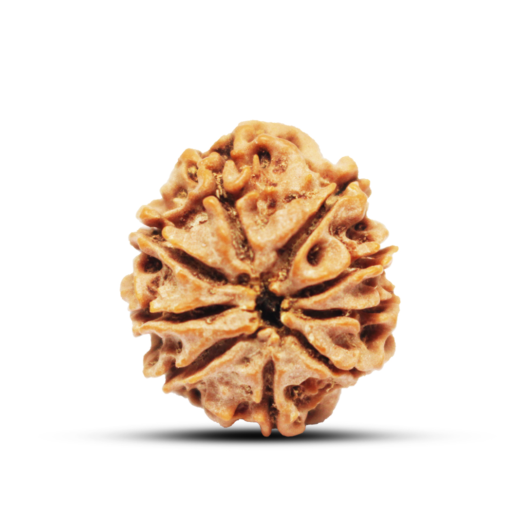 9 mukhi Rudraksha from Nepal - 21mm-22mm - Image 3