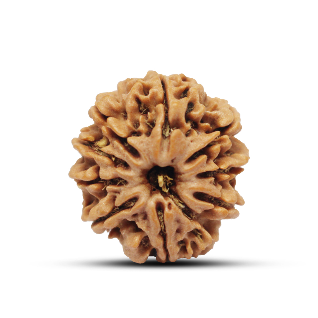 9 mukhi Rudraksha from Nepal - 23mm-24mm