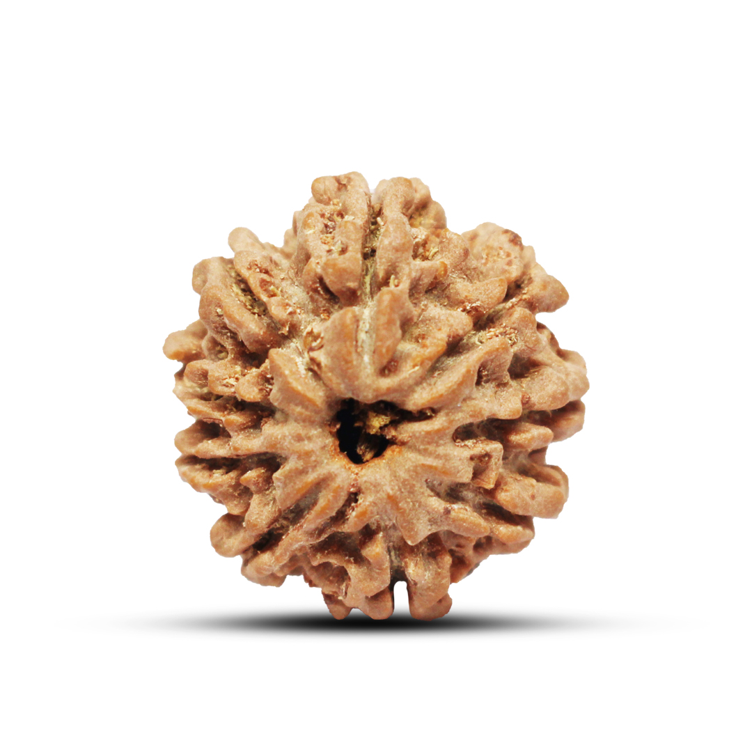 9 mukhi Rudraksha from Nepal - 27mm-28mm