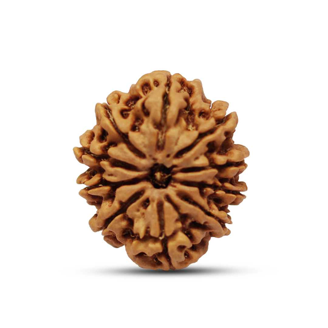 10 mukhi Rudraksha from Nepal - 23mm