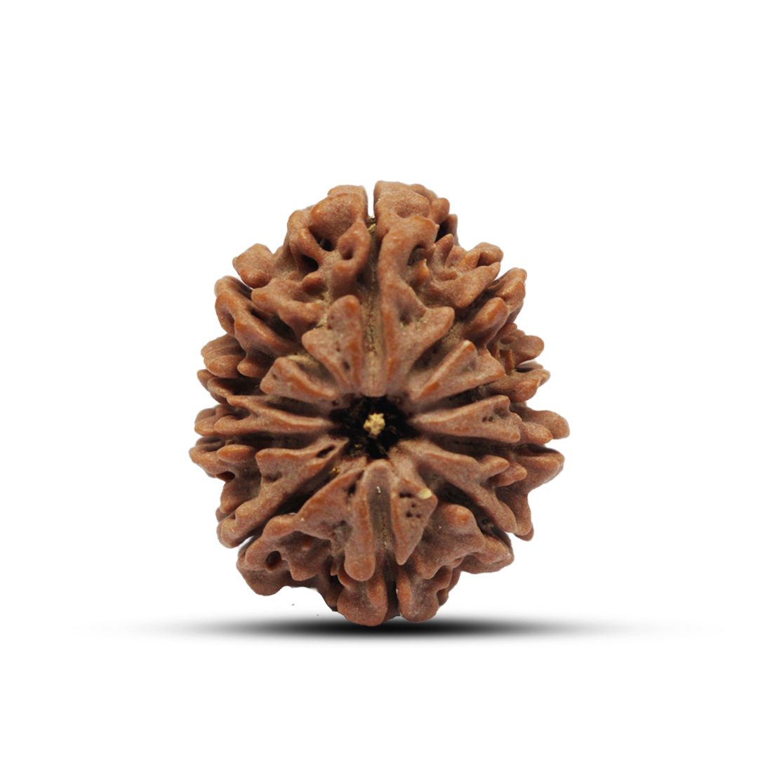 10 mukhi Rudraksha from Nepal - 28mm