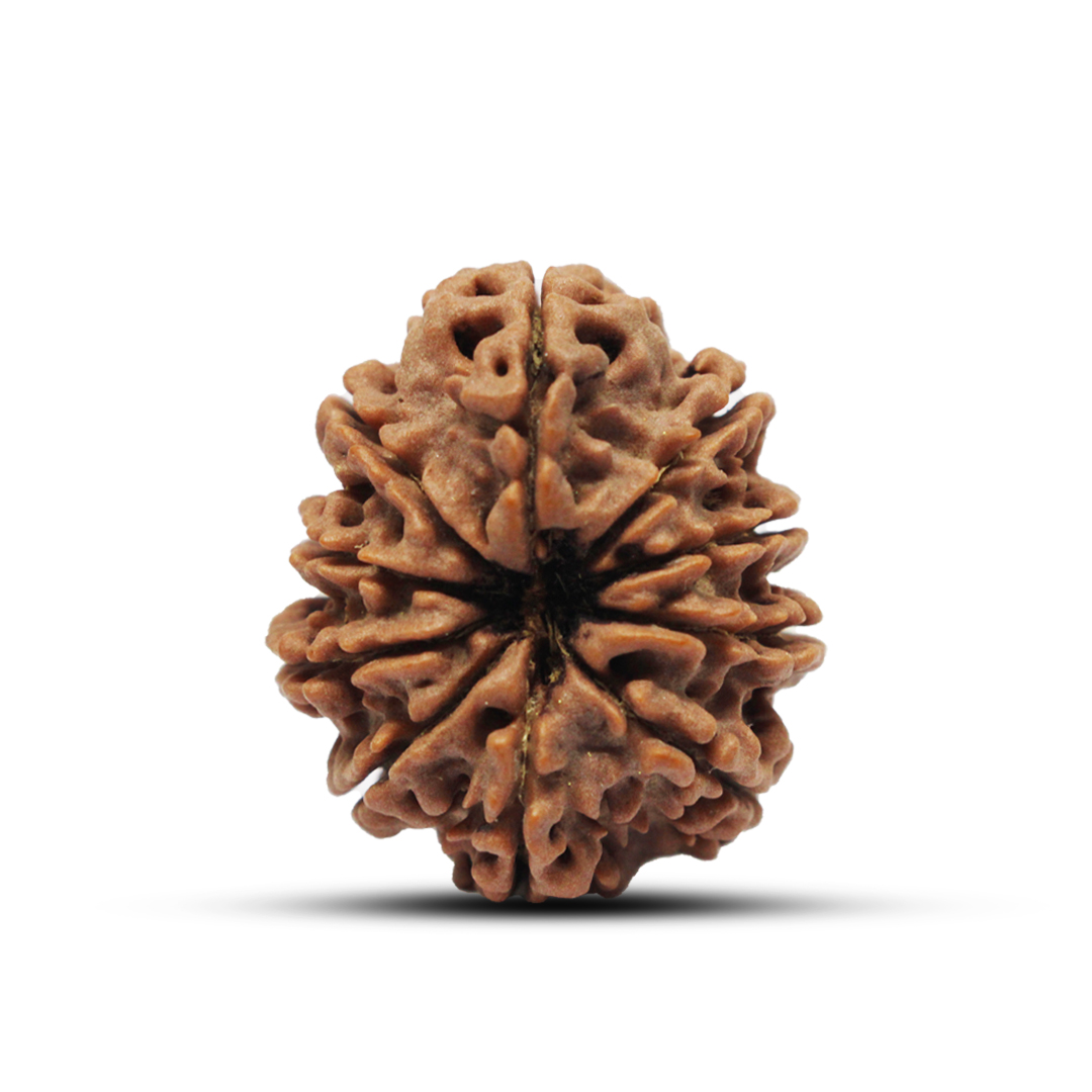 10 mukhi Rudraksha from Nepal - 28mm - Image 2