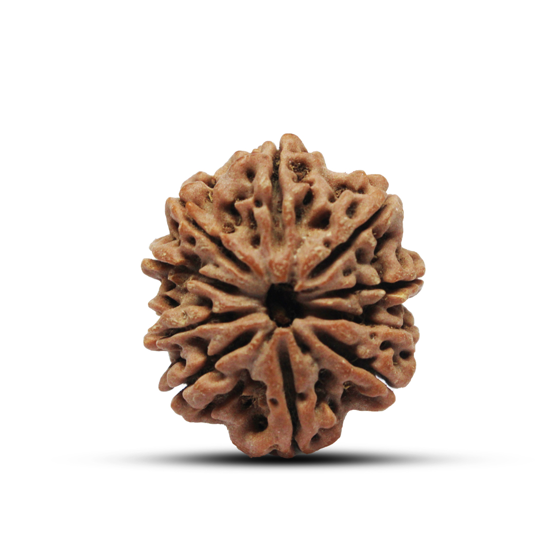 10 mukhi Rudraksha from Nepal - 26mm