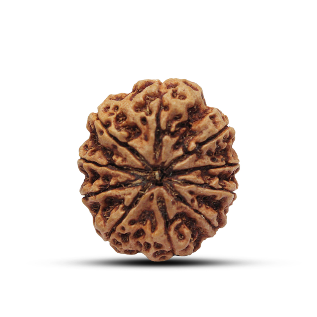 10 mukhi Rudraksha from Nepal - 29mm