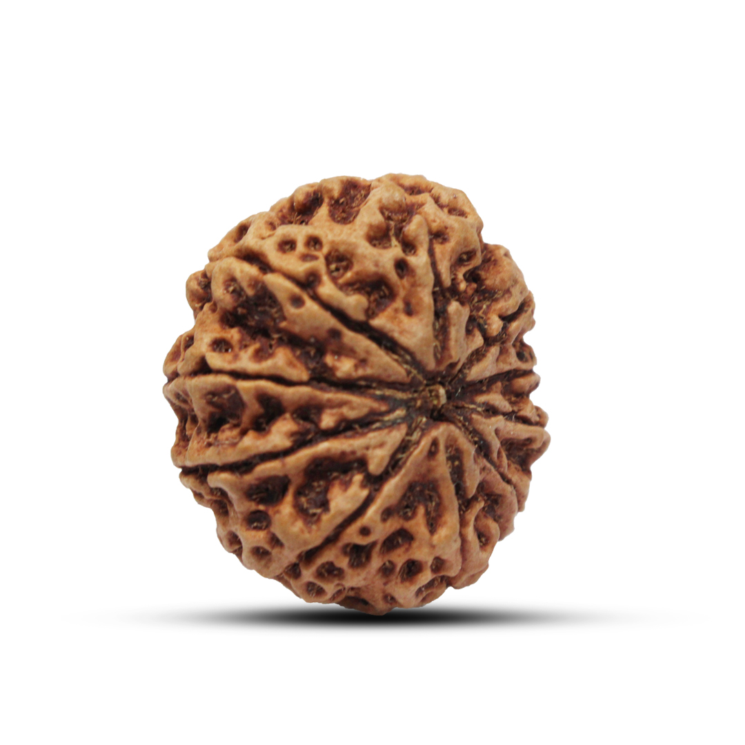 10 mukhi Rudraksha from Nepal - 29mm - Image 2