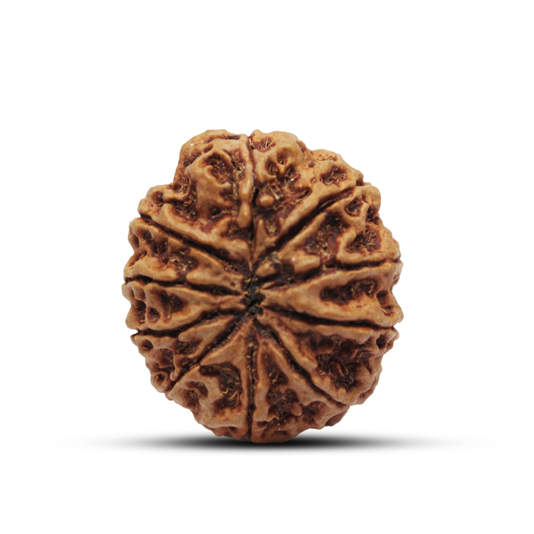 10 mukhi Rudraksha from Nepal - 29mm - Image 3