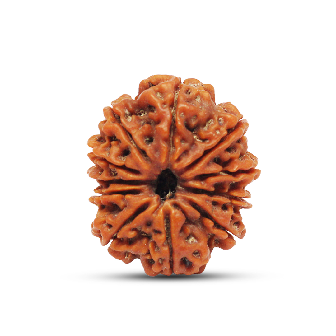 11 mukhi Rudraksha from Nepal - 30mm - I