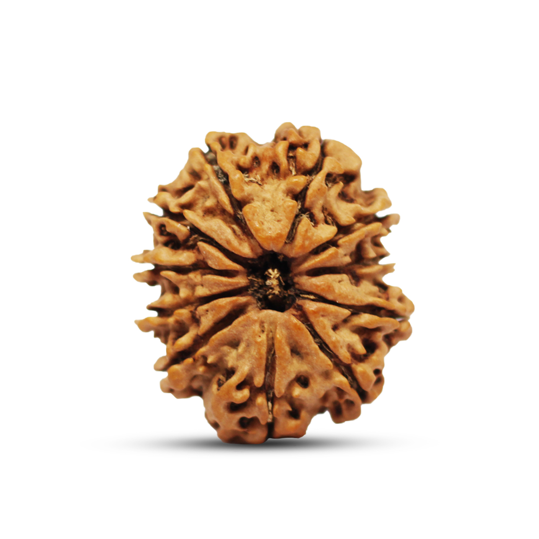 11 mukhi Rudraksha from Nepal - 25mm - I
