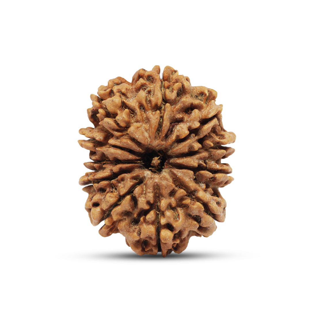 11 mukhi Rudraksha from Nepal - 28mm