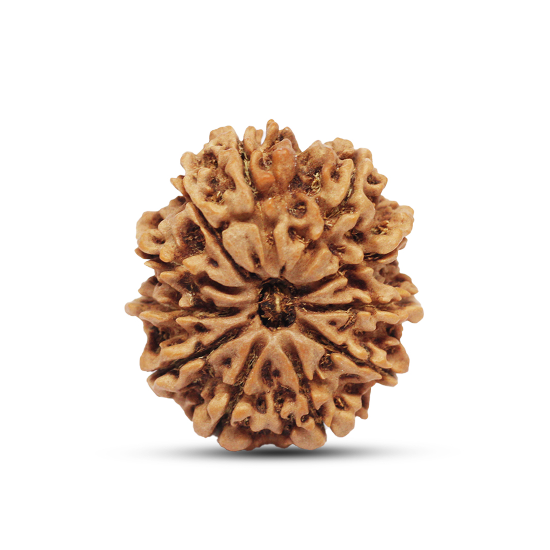 11 mukhi Rudraksha from Nepal - 29mm