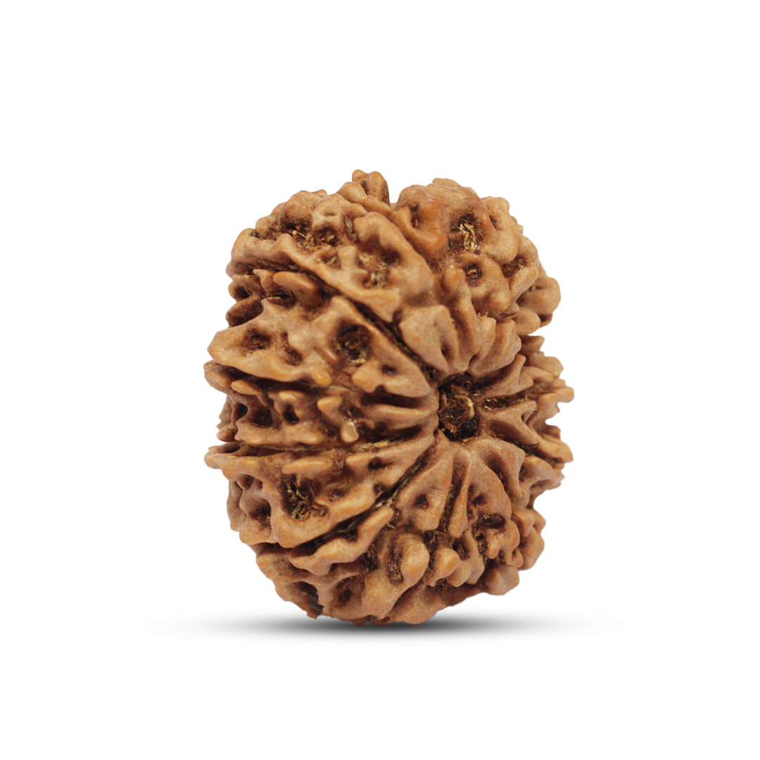 11 mukhi Rudraksha from Nepal - 29mm - Image 2