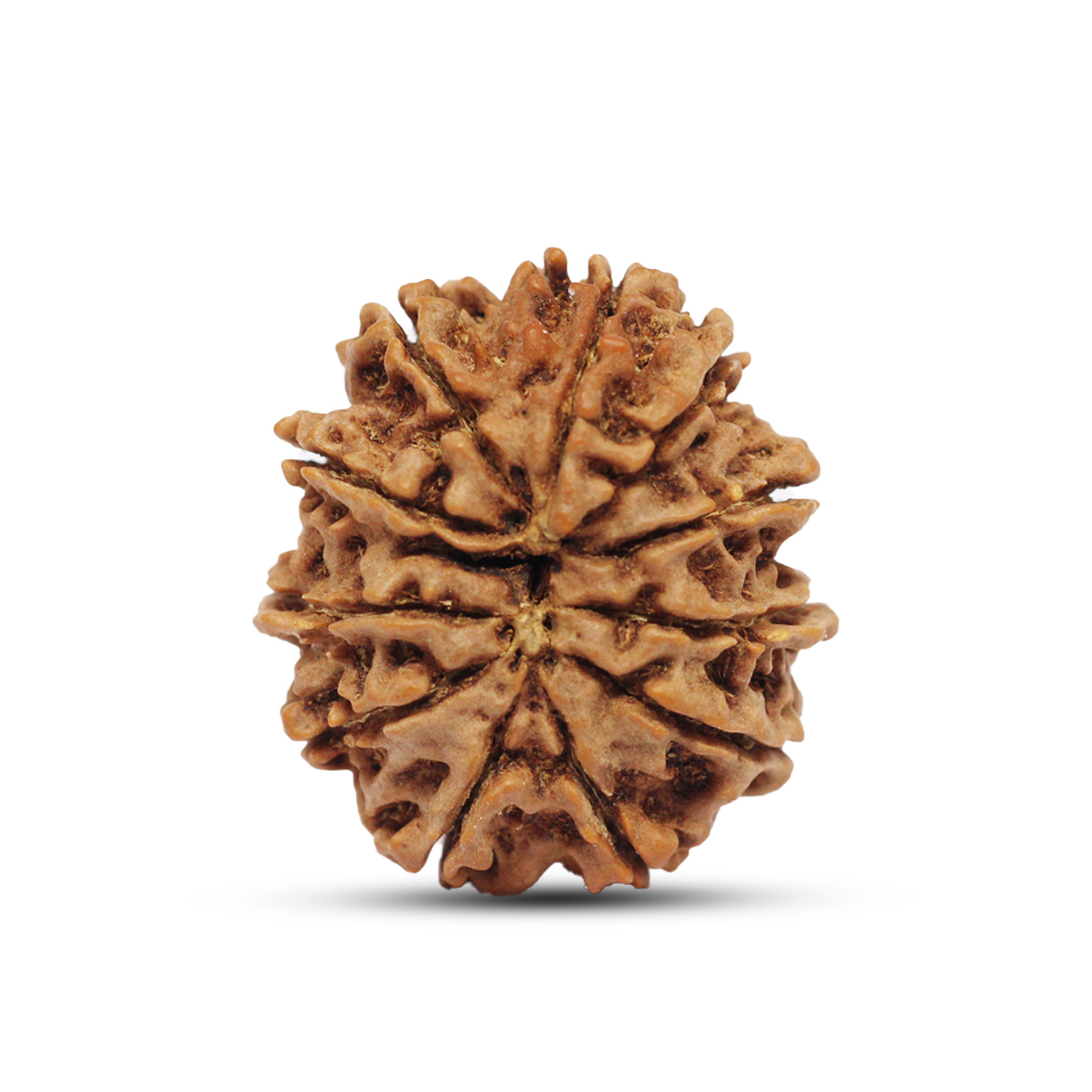 11 mukhi Rudraksha from Nepal - 29mm - Image 3
