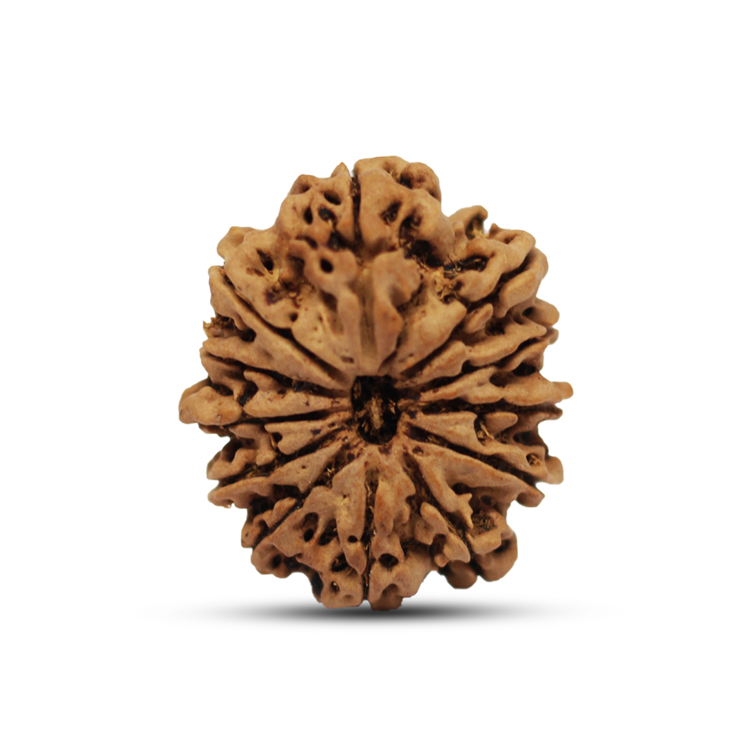 12 mukhi Rudraksha from Nepal - 24mm