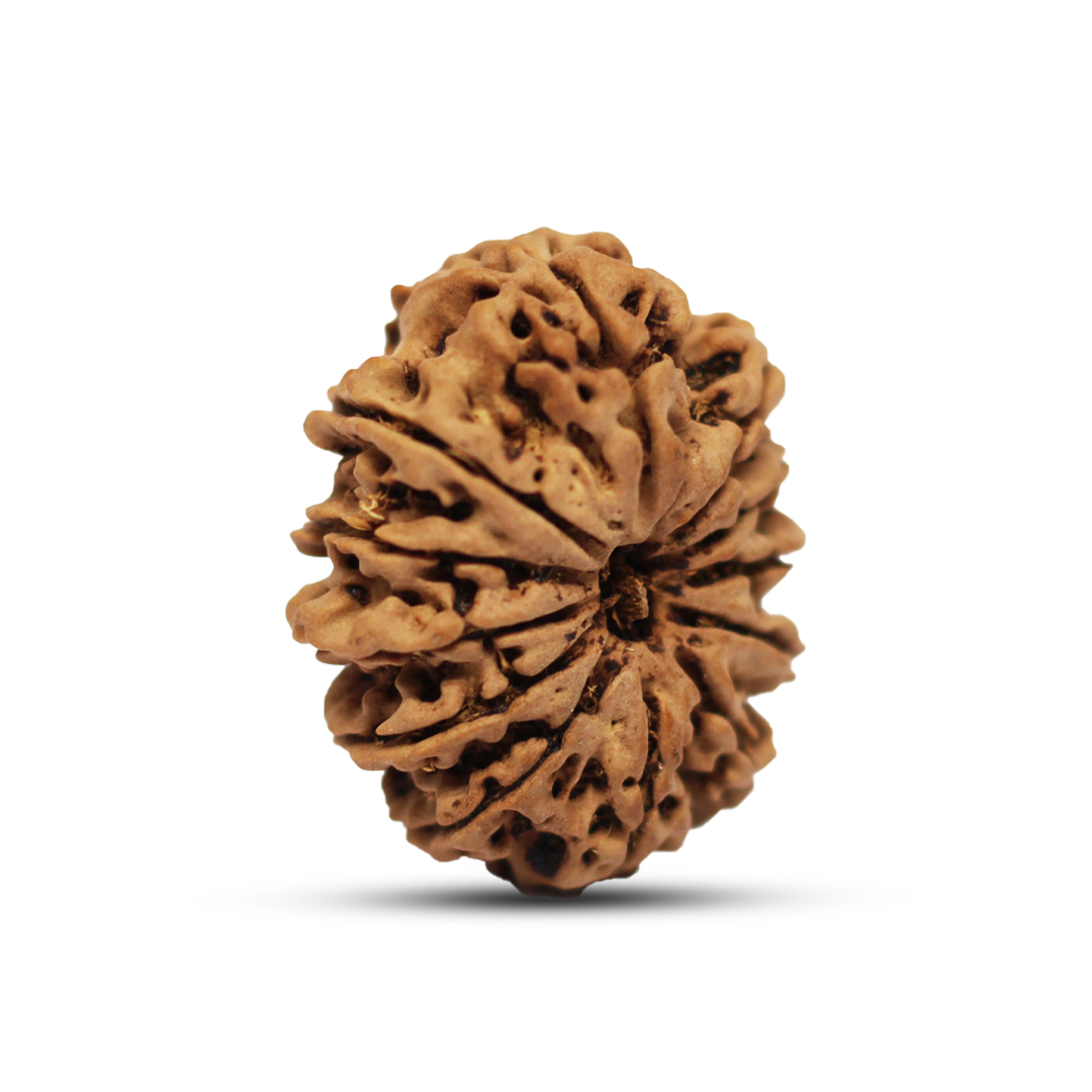 12 mukhi Rudraksha from Nepal - 24mm - Image 2
