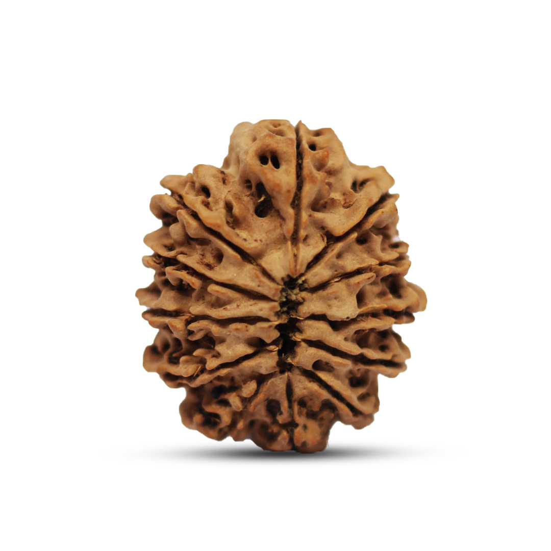 12 mukhi Rudraksha from Nepal - 24mm - Image 3
